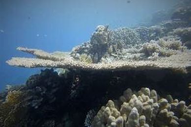 Panorama reef